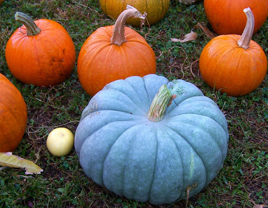 Heirloom pumpkins and squash