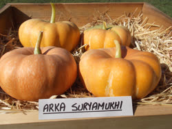 arka - Arka Suryamukhi maxima