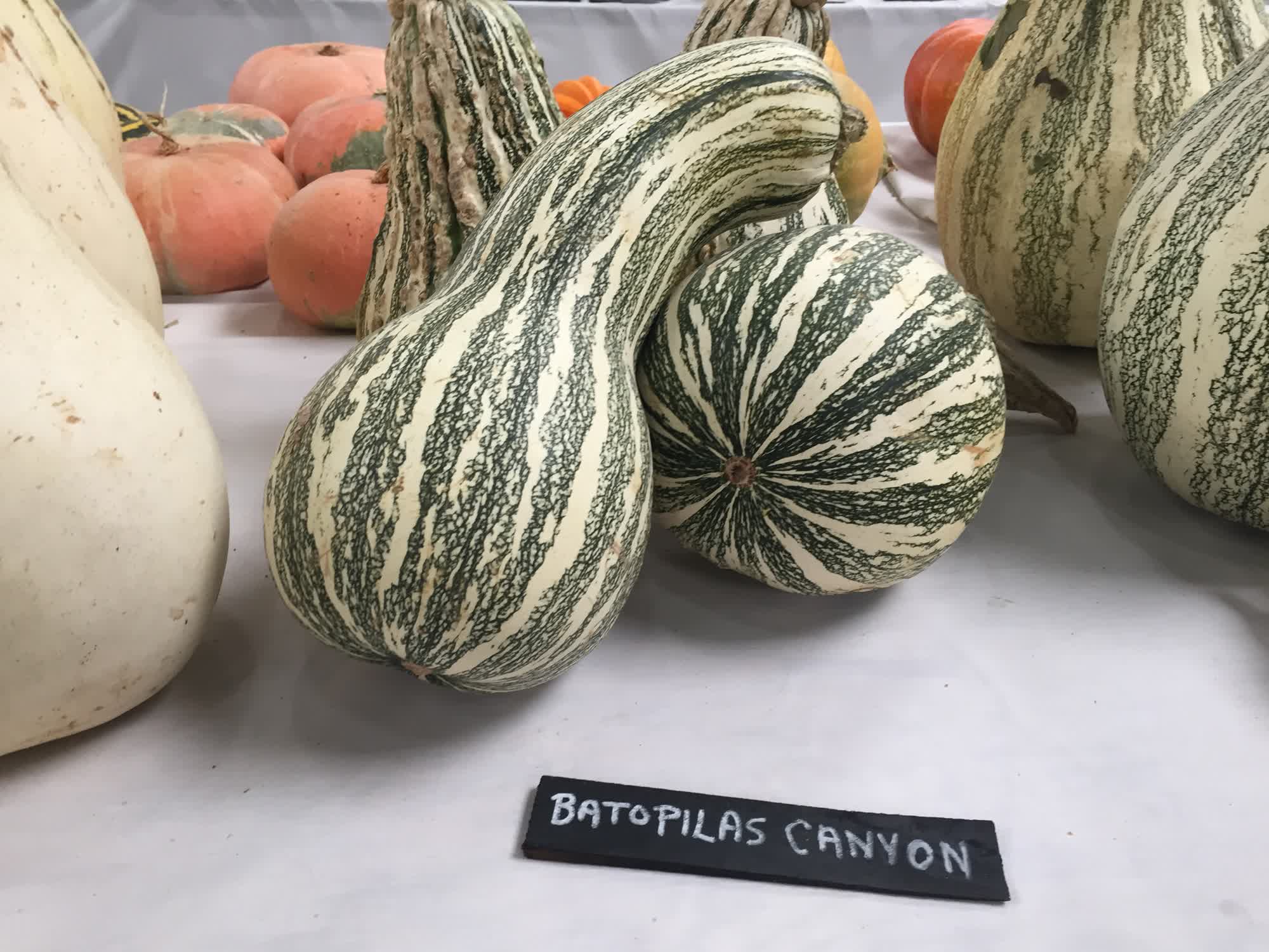 Winter Squash Seeds, Green Striped Cushaw