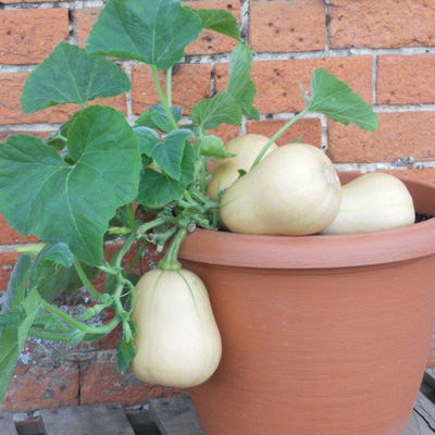 Butterbush butternuts growing in a container