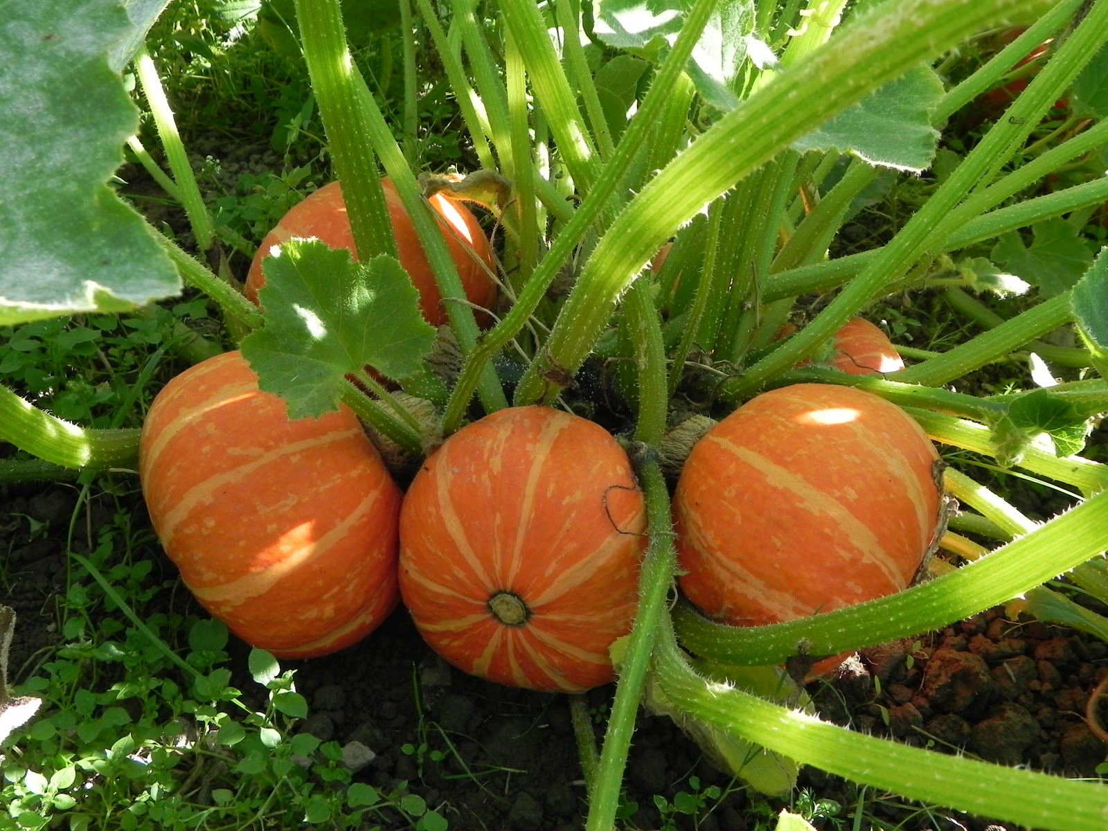 Orange Cutie Buttercup