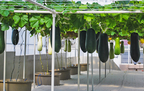 Growing pumpkin - Epcot Hanging Gardens