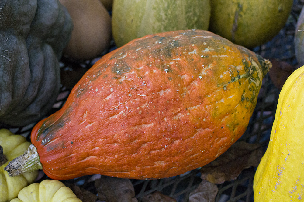 Golden Hubbard Squash