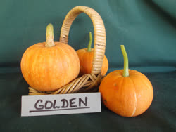 01-goldent.jpg