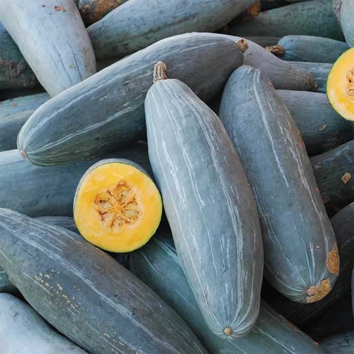 Guatemalan Blue Banana Squash