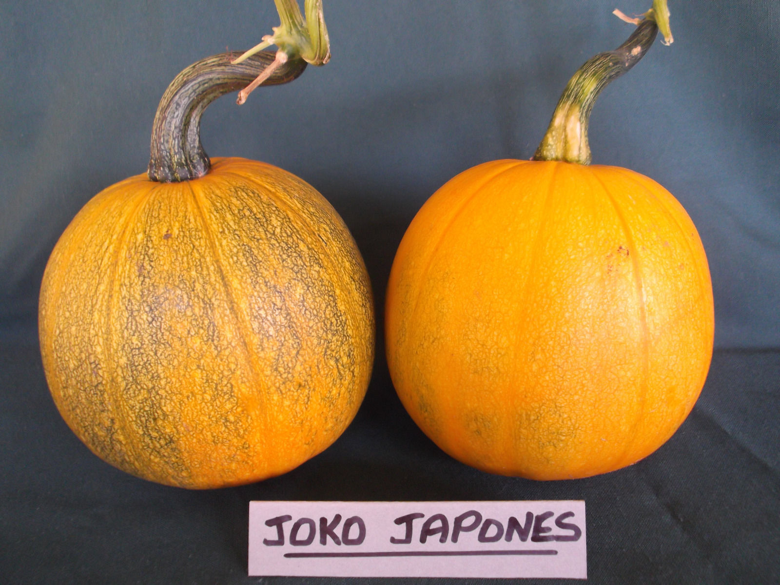 Joko Japones