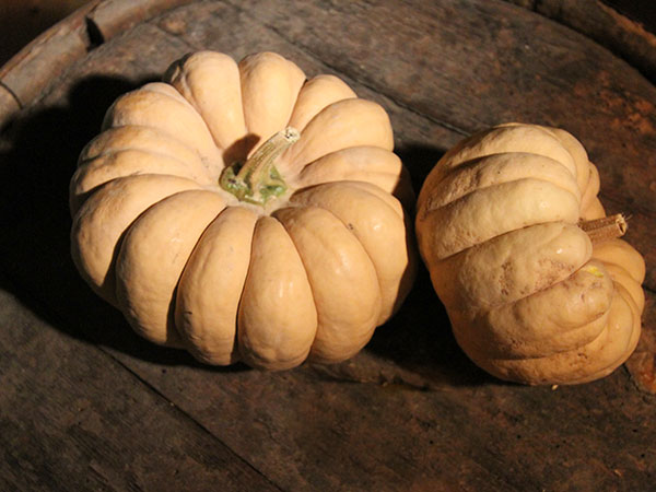 Kikuza Pumpkin