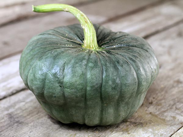 New Zealand Blue Pumpkin