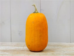 omaha - Omaha Pumpkin pepo