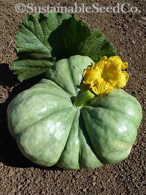 Triamble squash