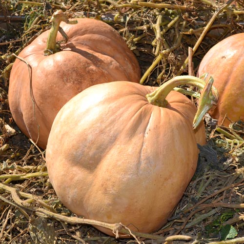 Upper Ground Sweet Potato Squash