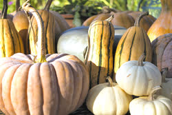 01-winter_squash-01t.jpg