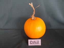 01-zulut.jpg