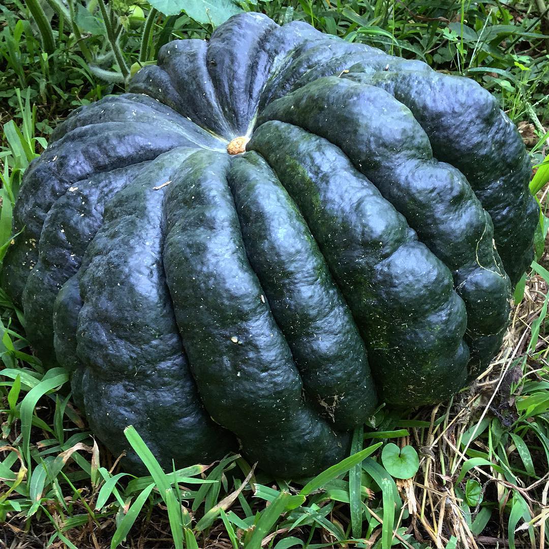 Мускатная тыква (Cucurbita moschata)