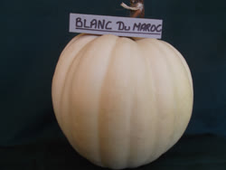 02-blanc_maroct.jpg