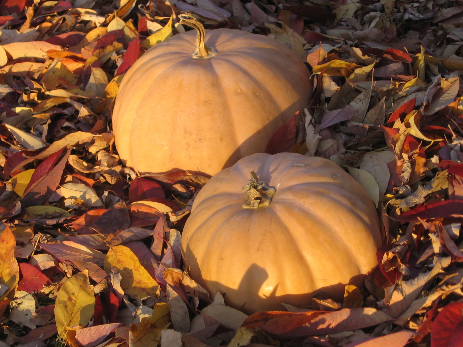 Cow Pumpkin