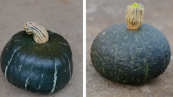 02-buttercup-kabocha-01t.jpg