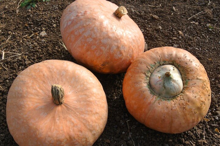 Lower Salmon River Squash