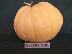02-millers_covet.jpg