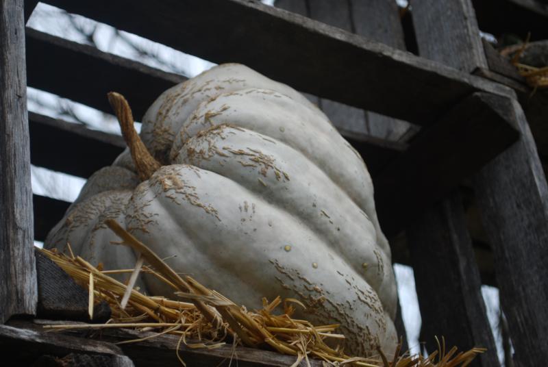 Moranga Pataca Gigante