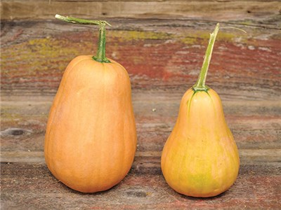 Seminole Squash