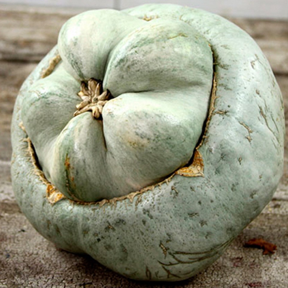 Ute Indian Squash