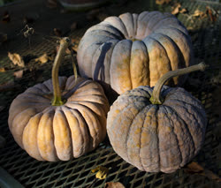 02-winter_squash_futsut.jpg