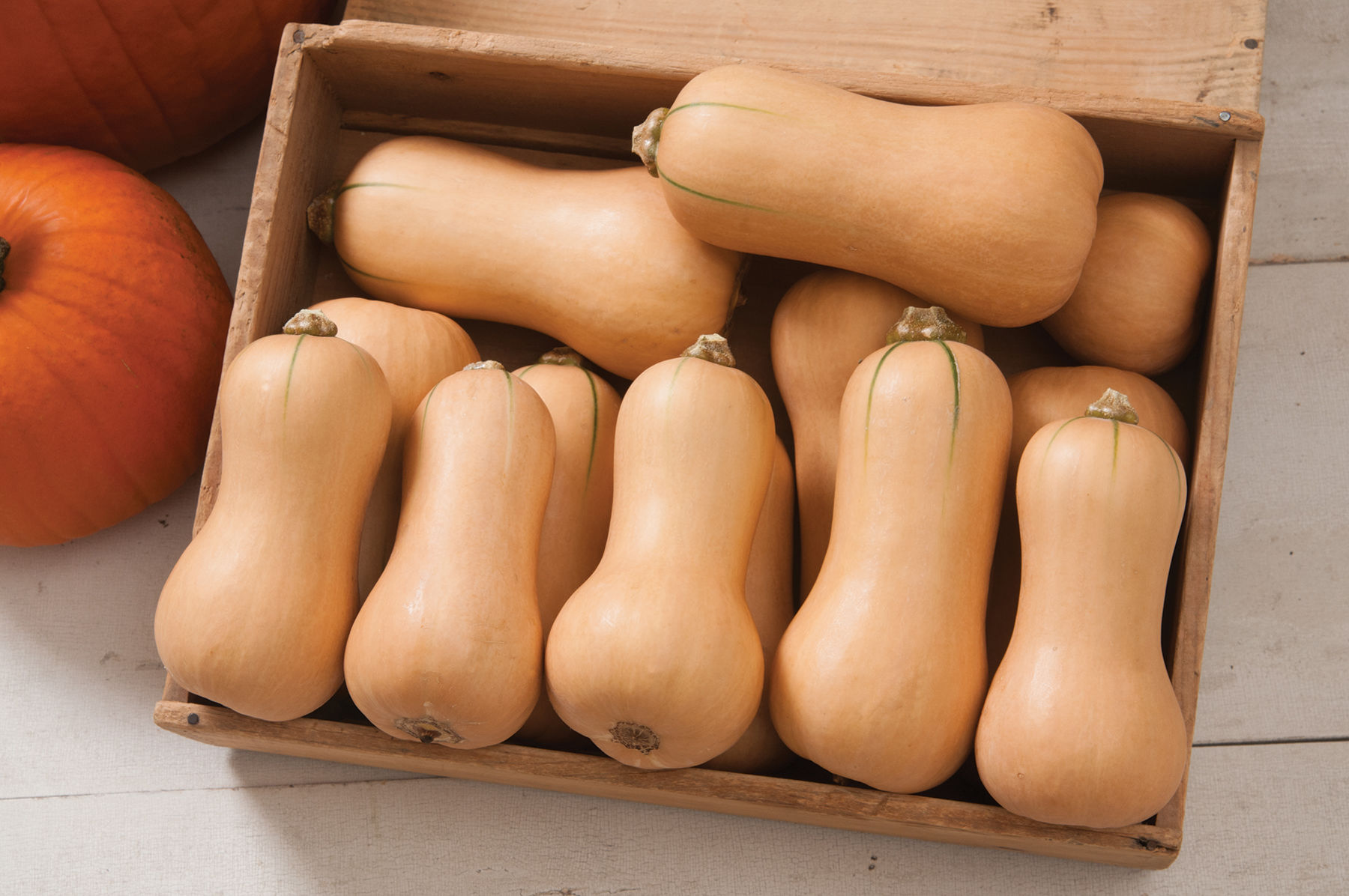 Butternut