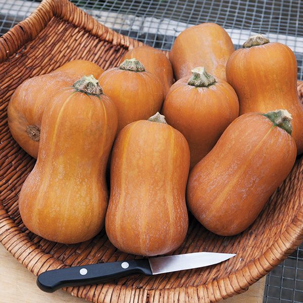 Honeynut Squash