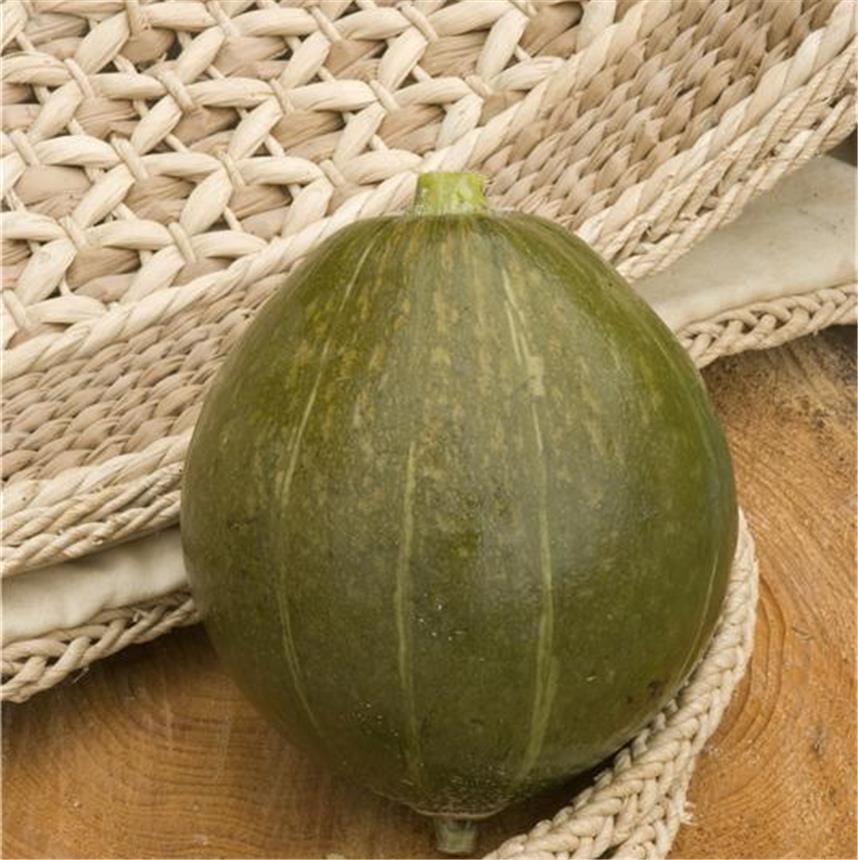 Olive Squash