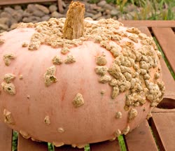03-peanut_pumpkint.jpg