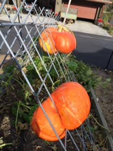 03-pumpkinst.jpg