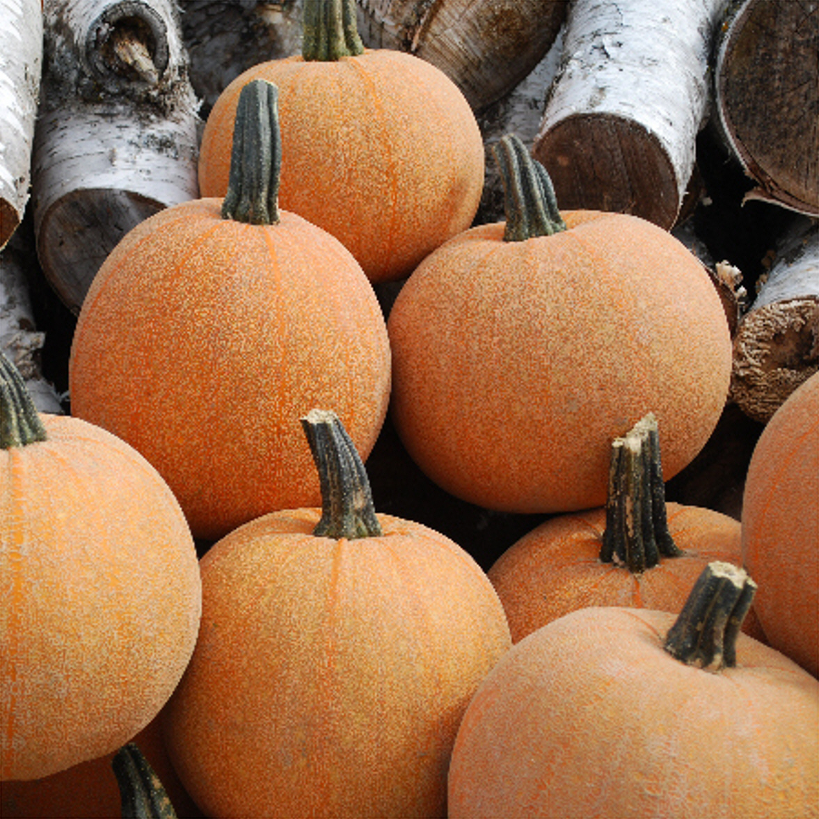 Winter Luxury Pumpkins