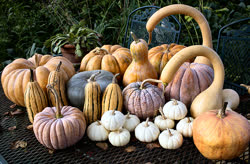 03-winter_squash-01t.jpg