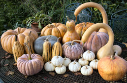 03-winter_squash-02t.jpg