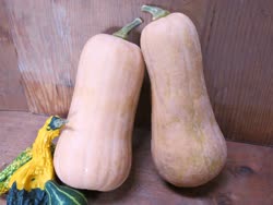 04-butternutt.jpg