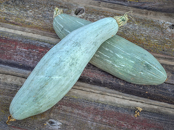 Guatemalan Blue Banana