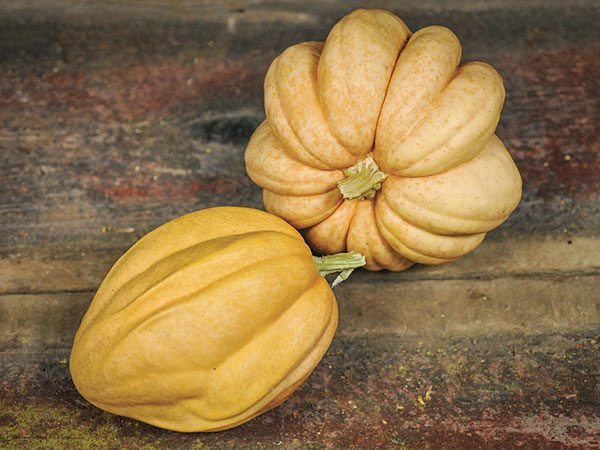 Thelma Sanders Acorn Squash