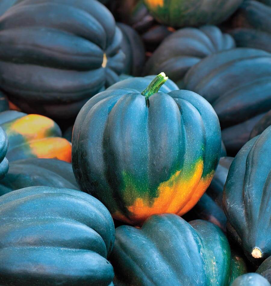 Table Queen Acorn Squash