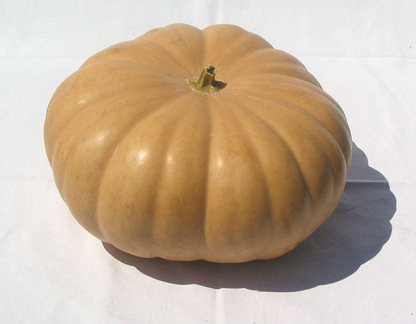 Long Island Cheese Pumpkin