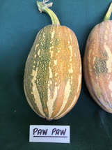 05-pawpawt.jpg