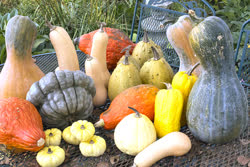 05-winter_squash-01t.jpg
