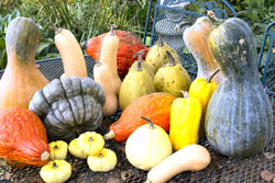 05-winter_squash-03t.jpg