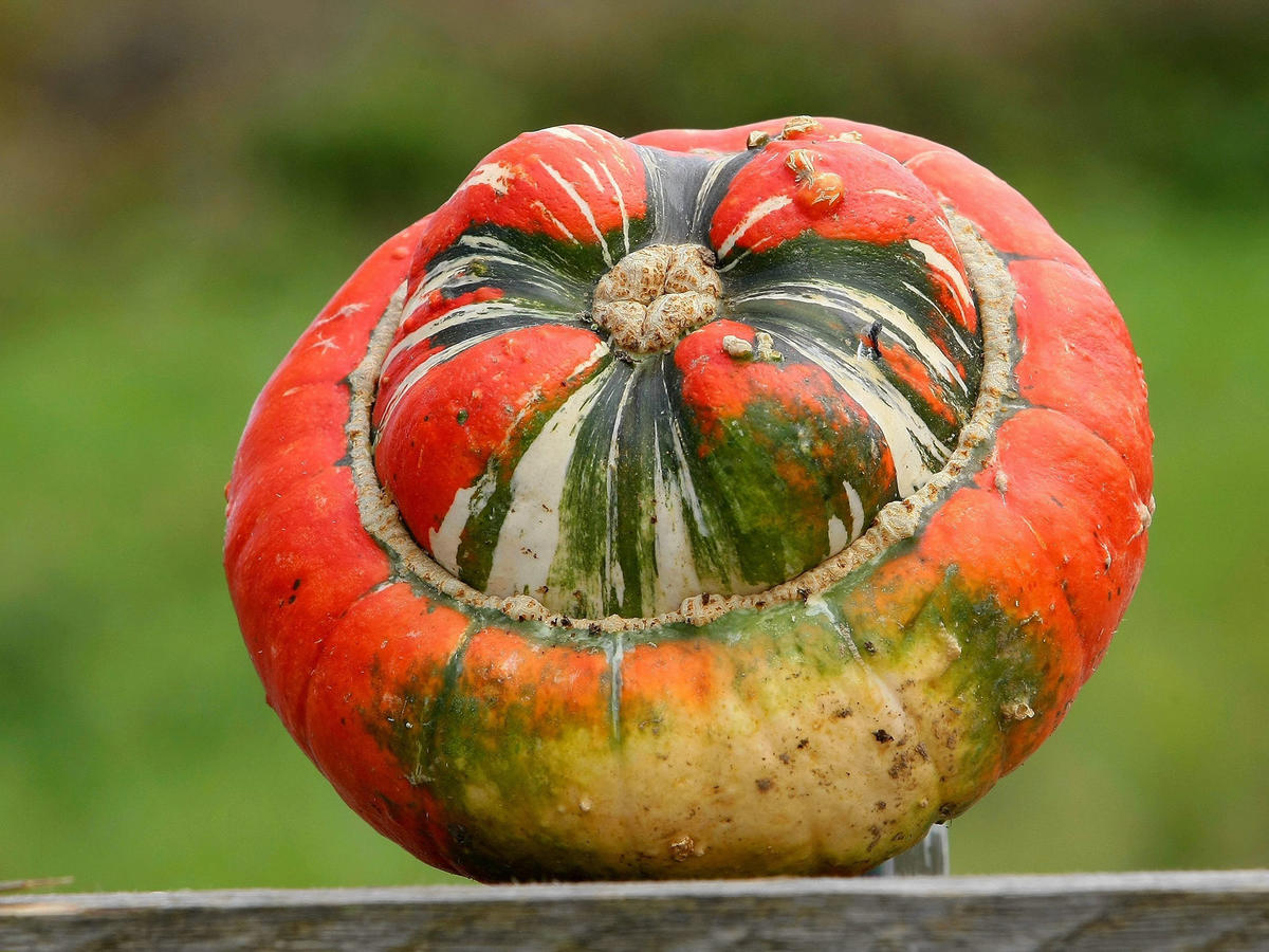 Turban Squash (maxima)