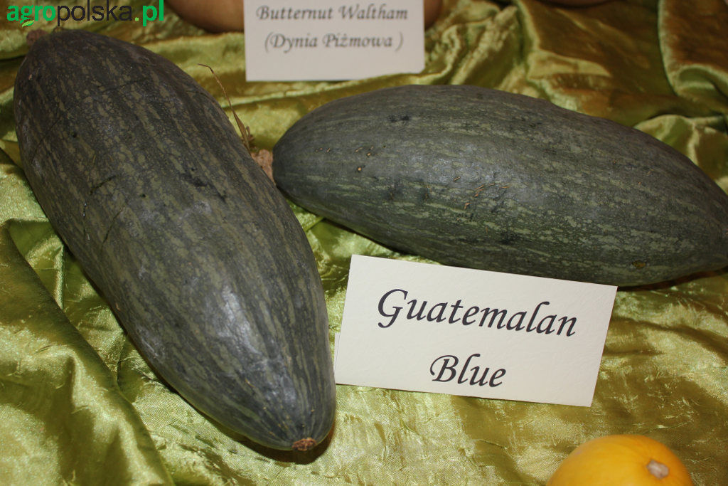 Guatemalan Blue Banana