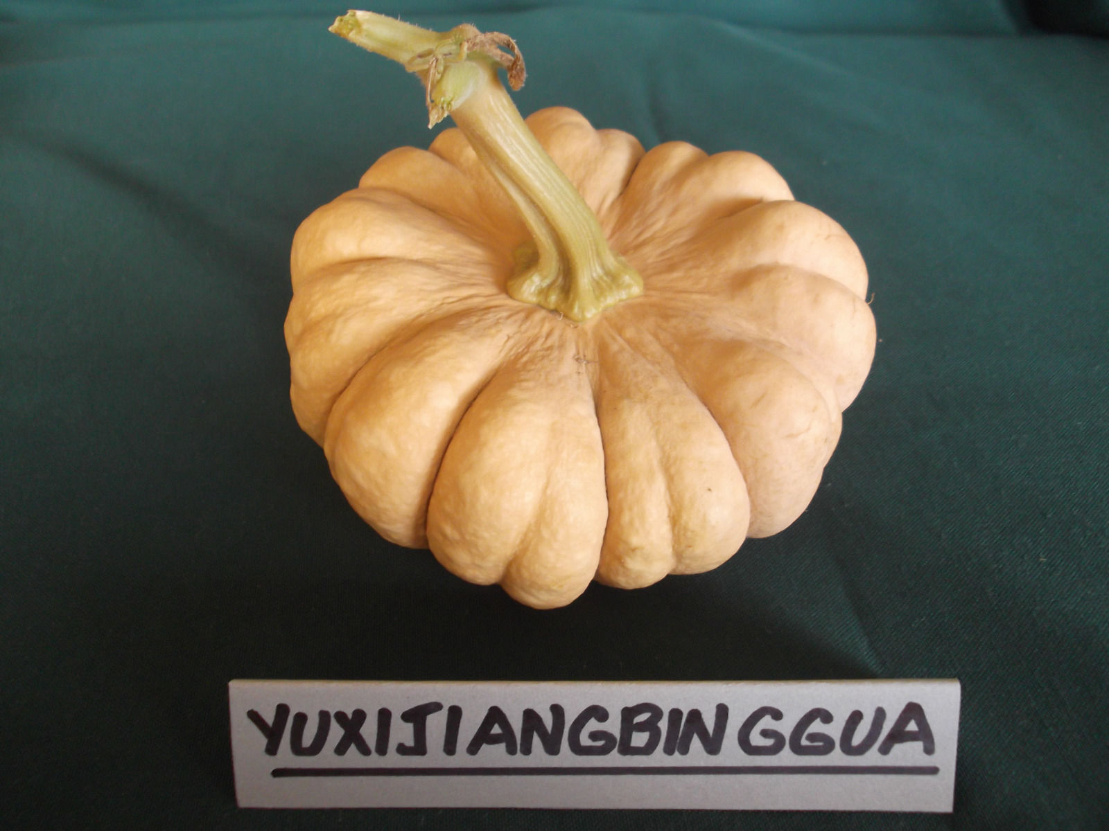 Extra Rare Giant Squash ''Violina Di Rugosa'' ~5 Top Quality Seeds Pumpkin 