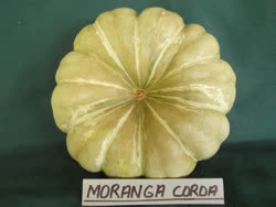 10-moranga_coroat.jpg
