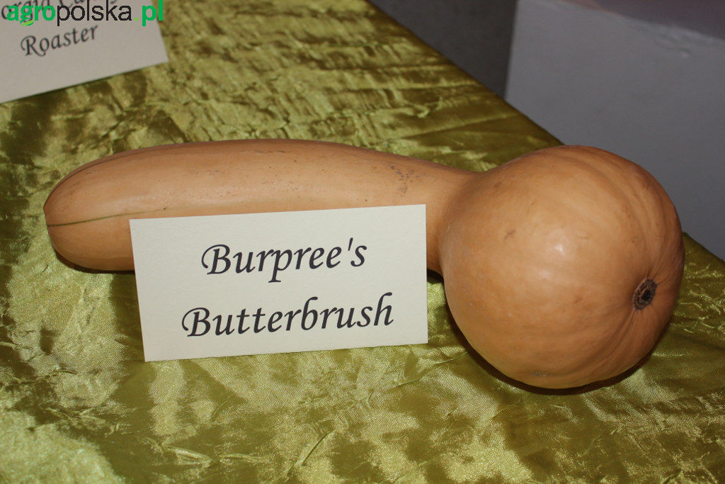 Butterbush