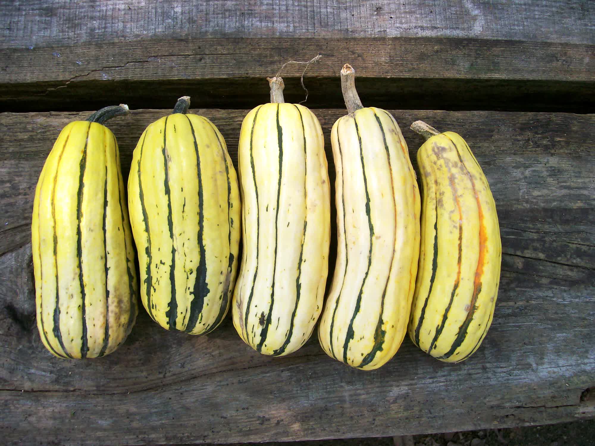 Delicata Zeppelin