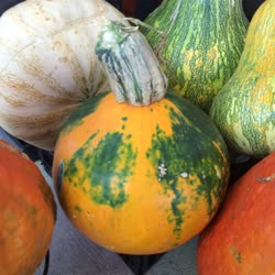 15-winter_squasht.jpg
